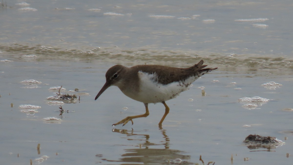 Spotted Sandpiper - ML615672461