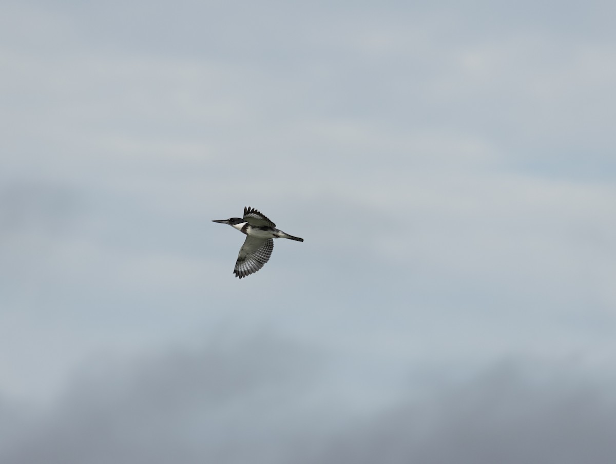Belted Kingfisher - ML615672466