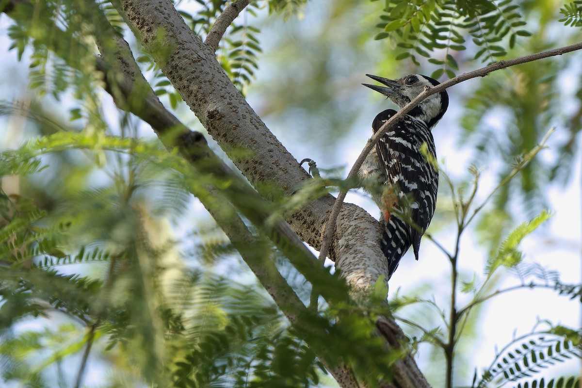 Freckle-breasted Woodpecker - ML615672467