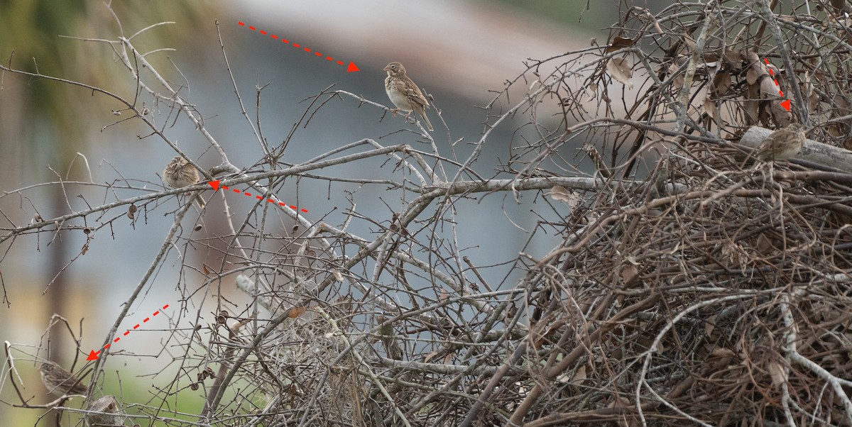 Vesper Sparrow - ML615672475