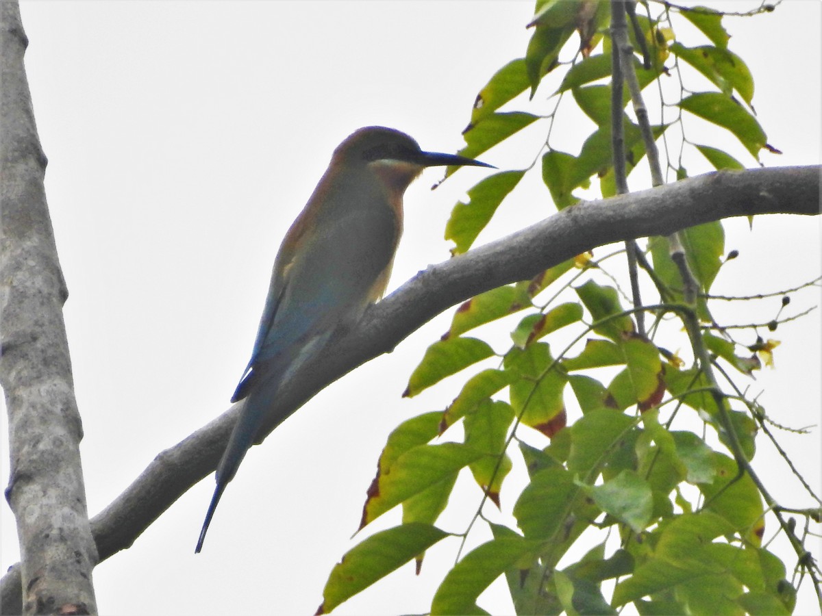 Blue-tailed Bee-eater - Yasin Chumaedi
