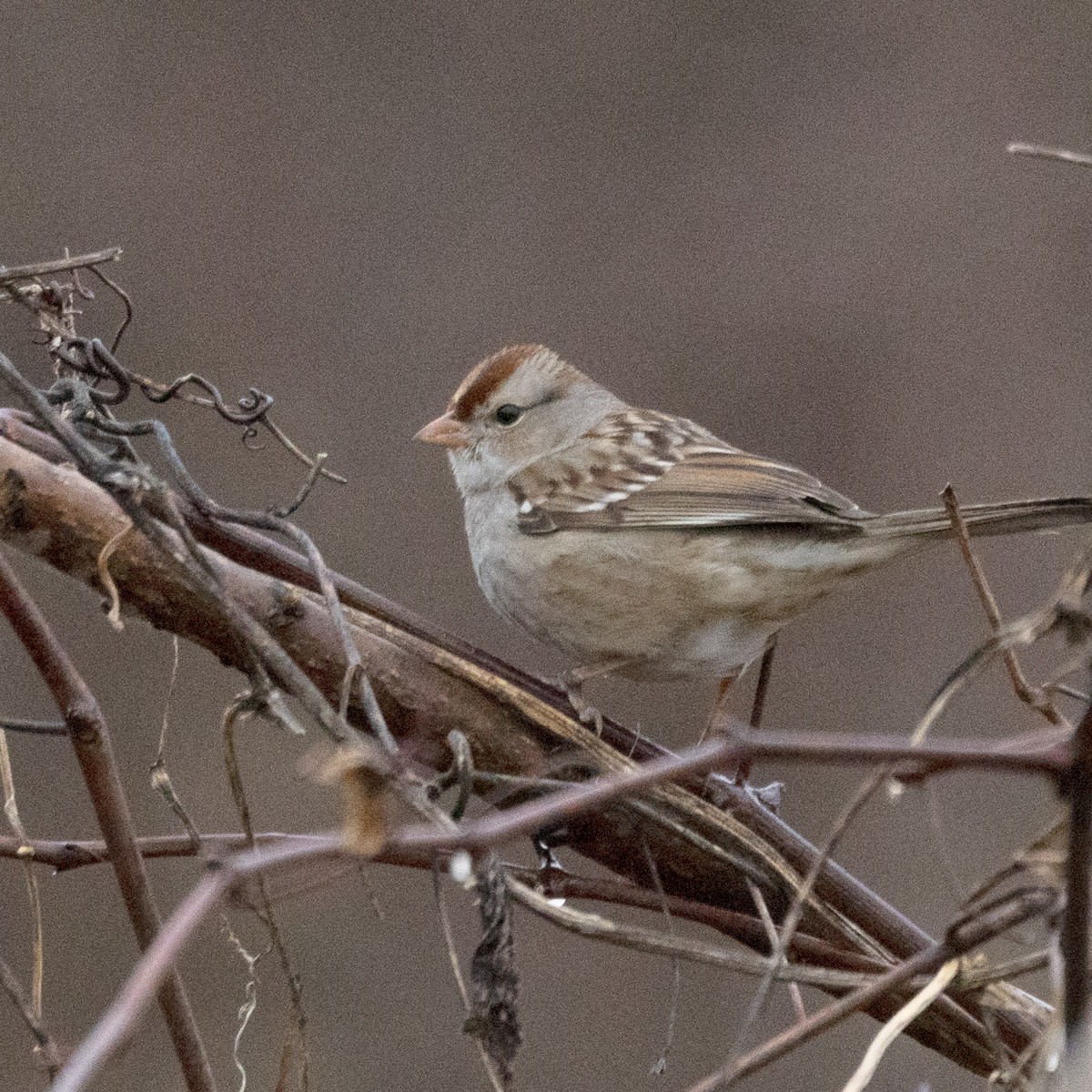 Bruant à couronne blanche - ML615672550