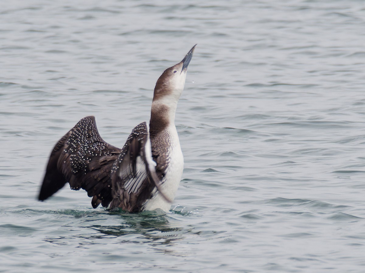 Common Loon - Terry Miller 🦅