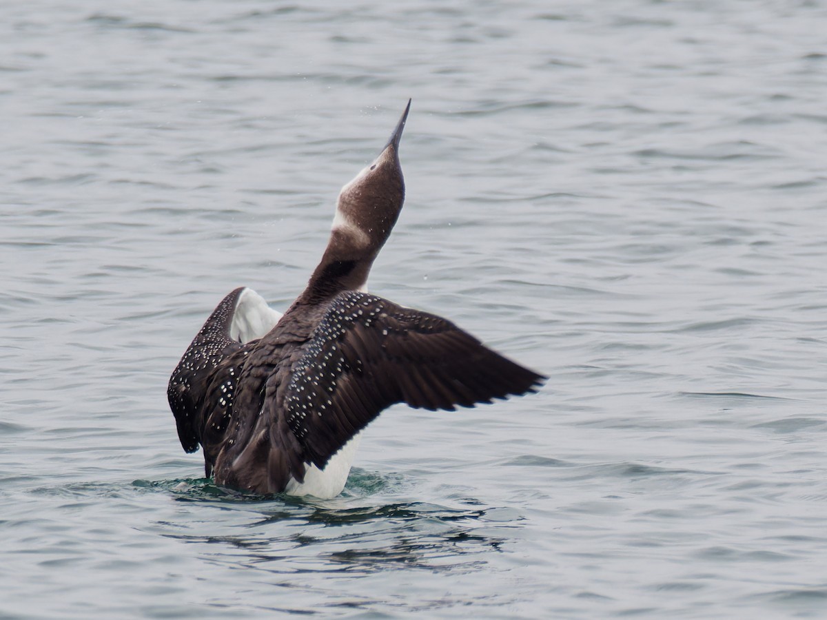 Common Loon - Terry Miller 🦅