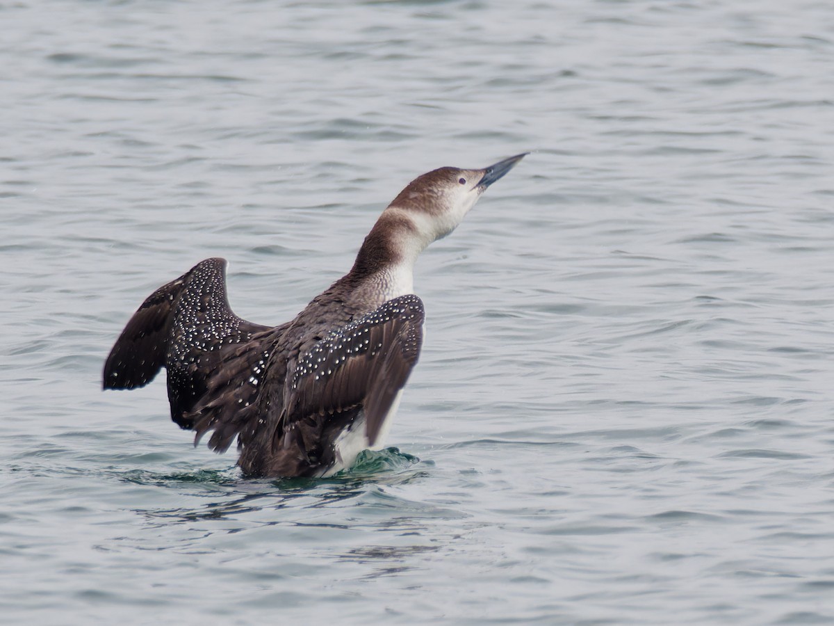 Common Loon - Terry Miller 🦅