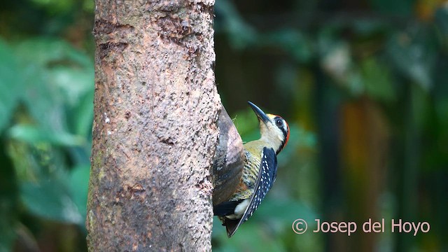 Black-cheeked Woodpecker - ML615672580