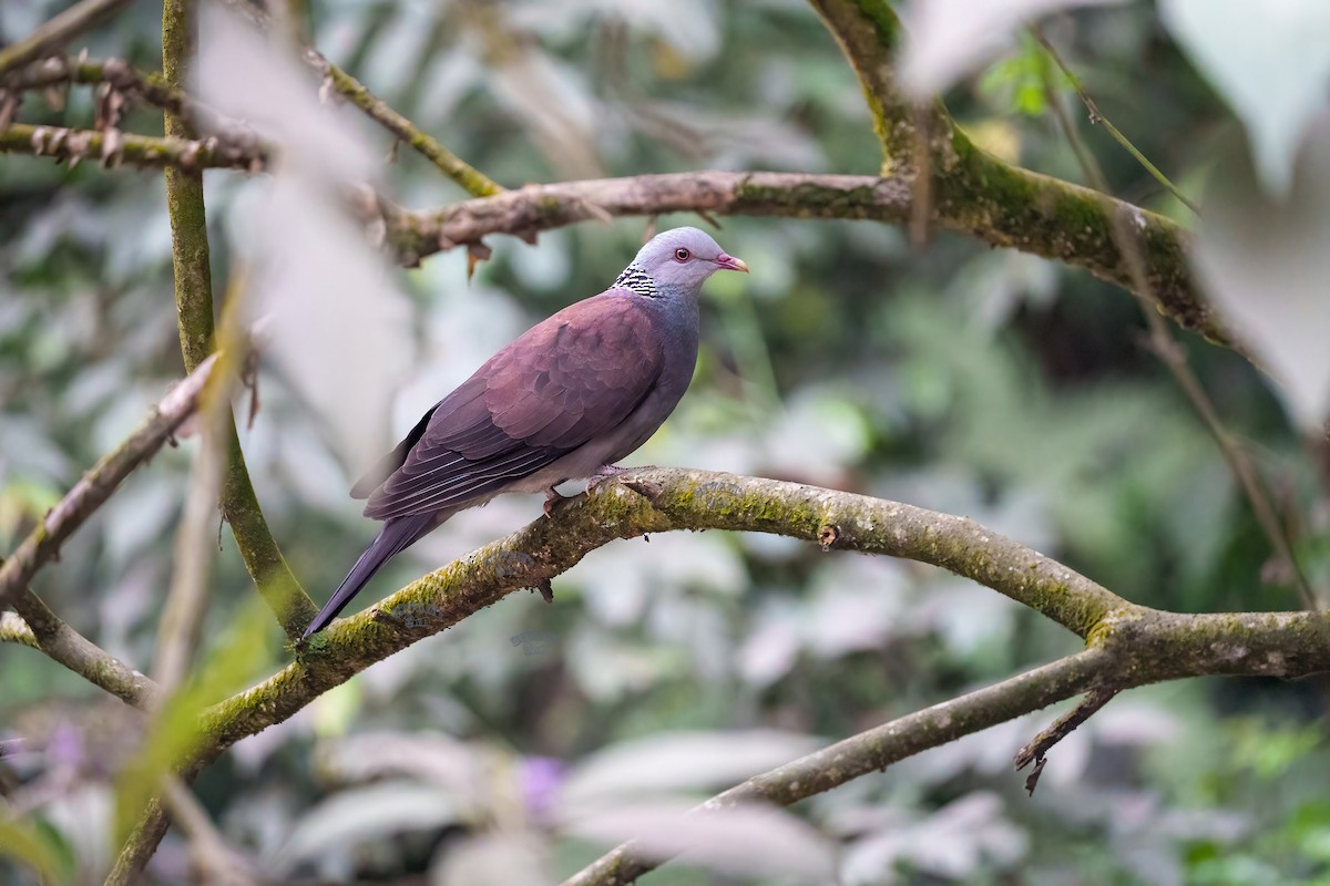 Nilgiri Wood-Pigeon - ML615672615