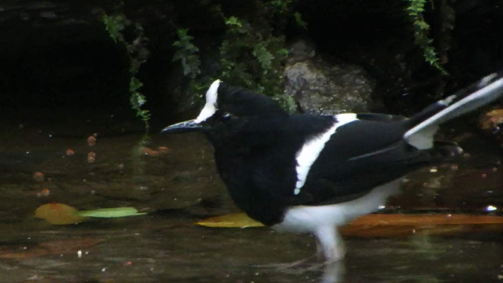 White-crowned Forktail (Javan) - ML615672743