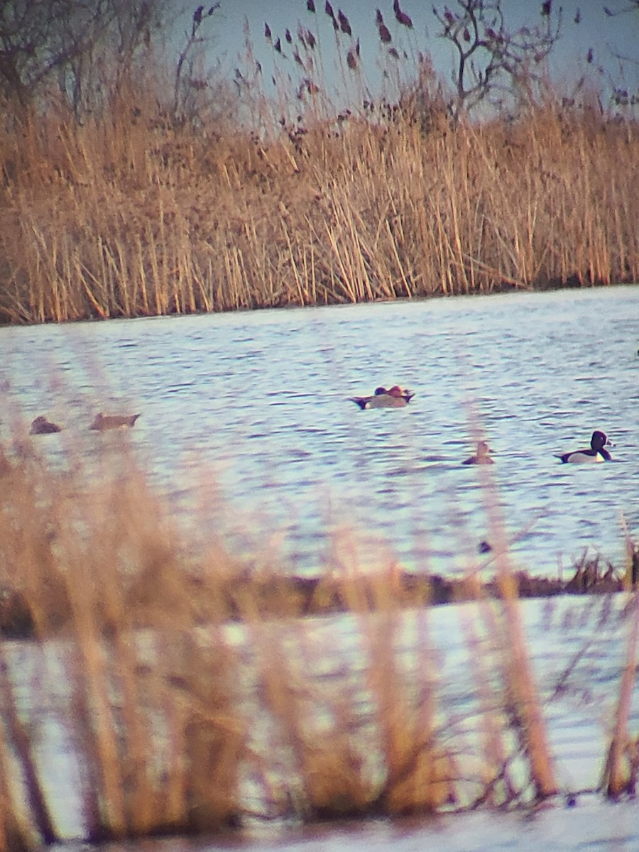 Eurasian Wigeon - ML615672884