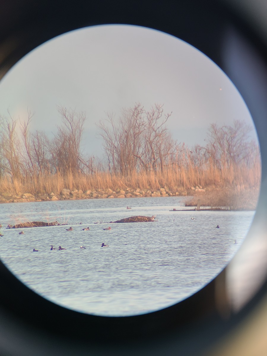 Eurasian Wigeon - ML615672885