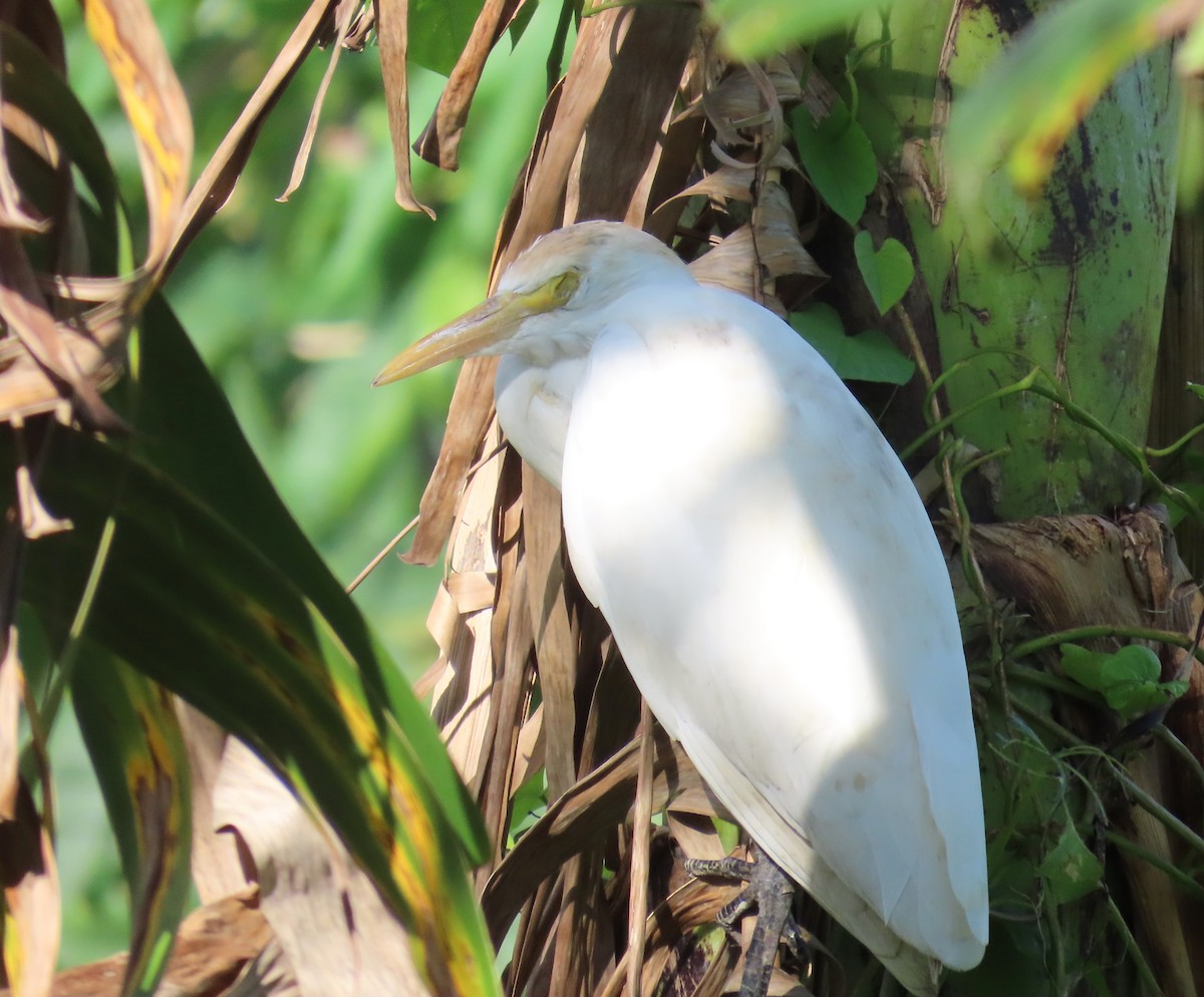 Western Cattle Egret - ML615672892