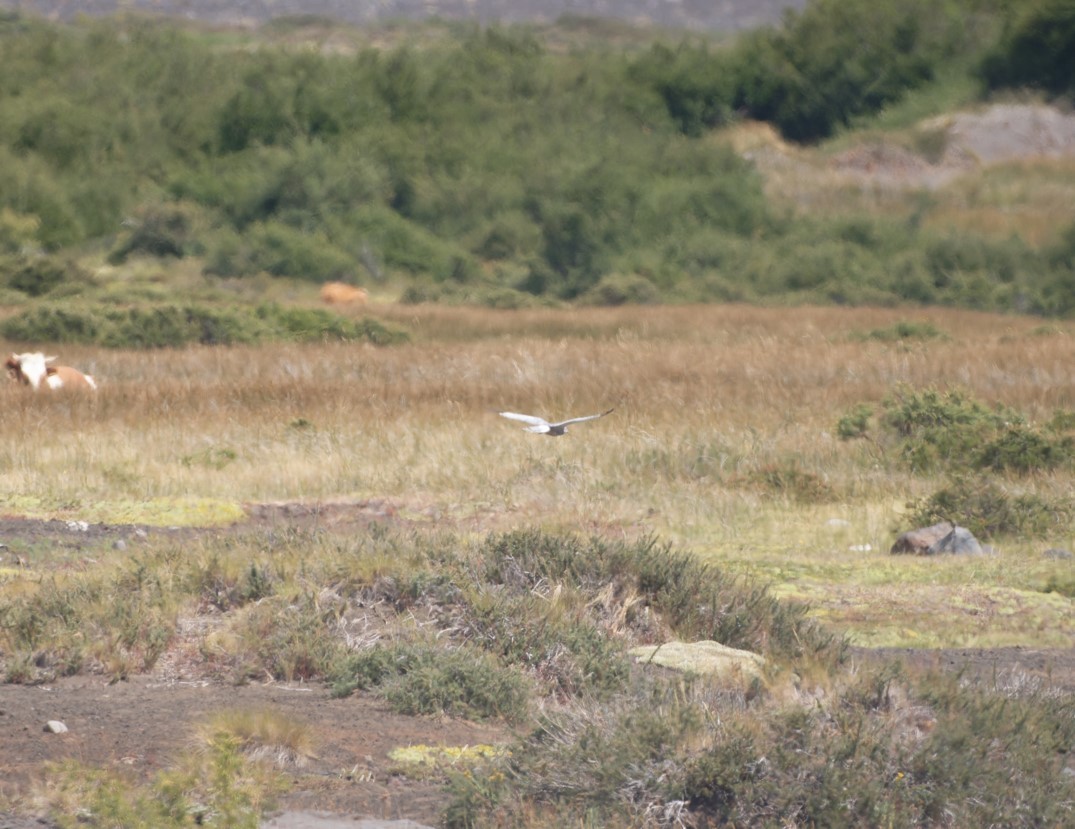 Cinereous Harrier - ML615672912