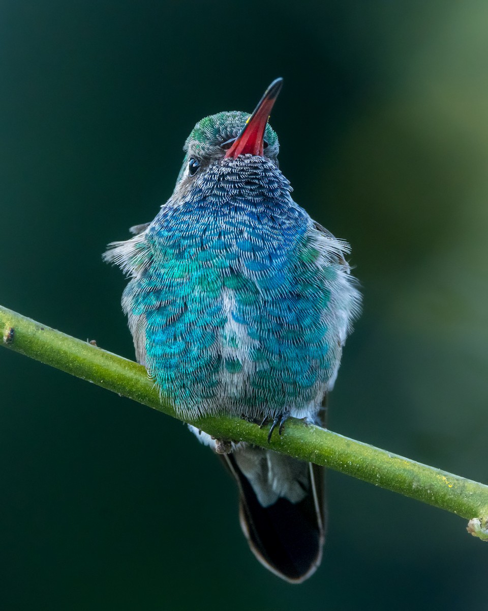 Broad-billed Hummingbird - Braxton Landsman