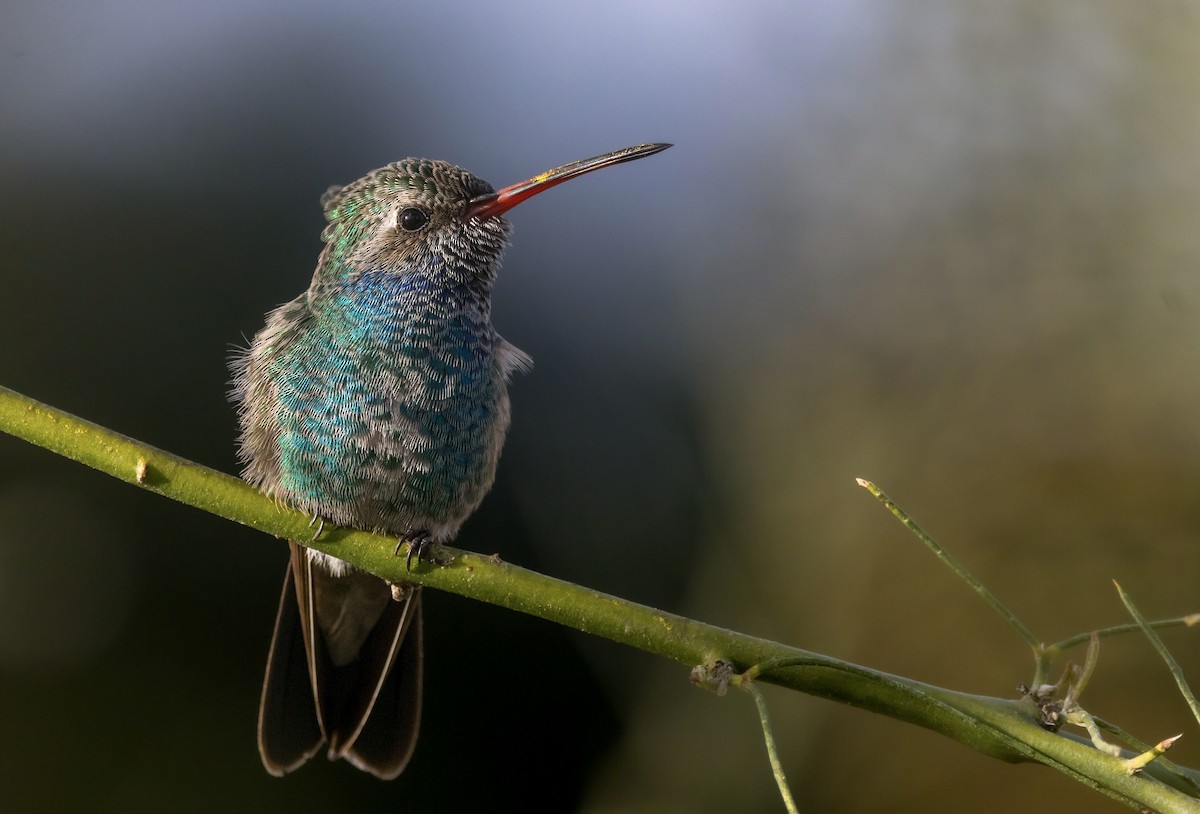 Broad-billed Hummingbird - Braxton Landsman