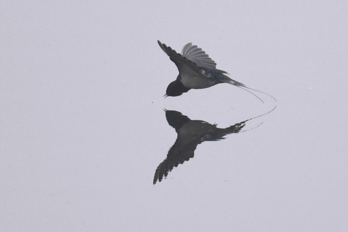 Barn Swallow - Amber Habib