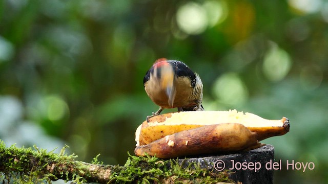 Black-cheeked Woodpecker - ML615673096