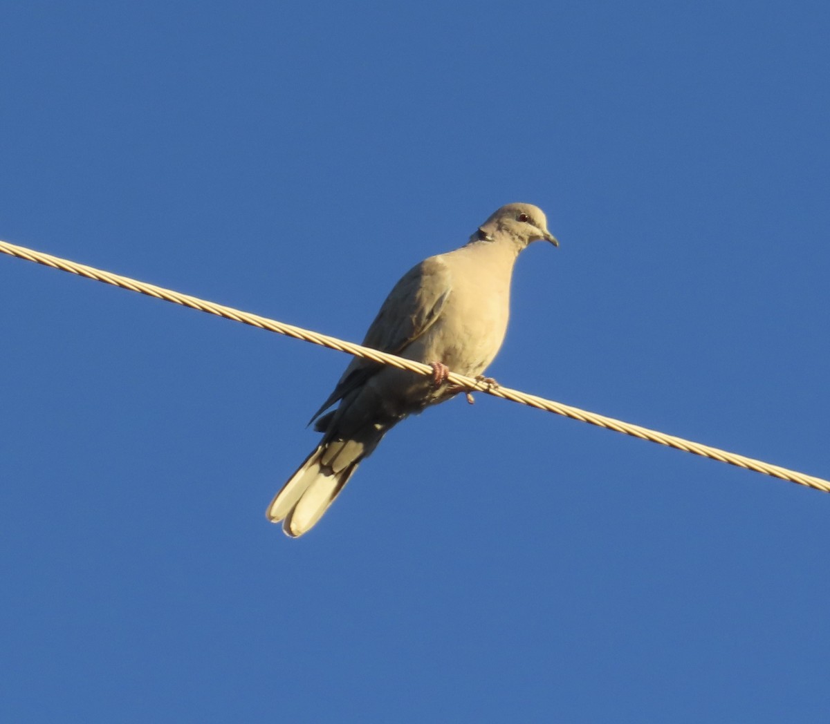 Eurasian Collared-Dove - ML615673118