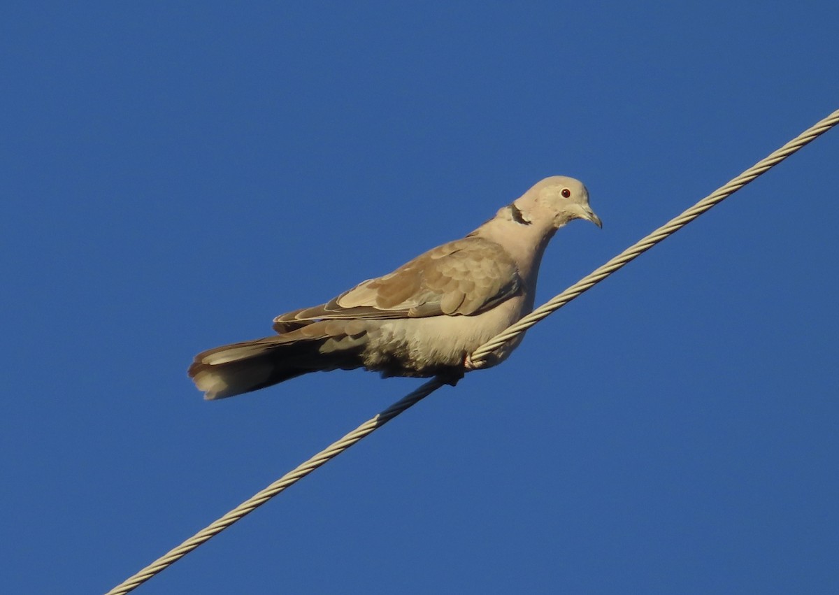 Eurasian Collared-Dove - ML615673119