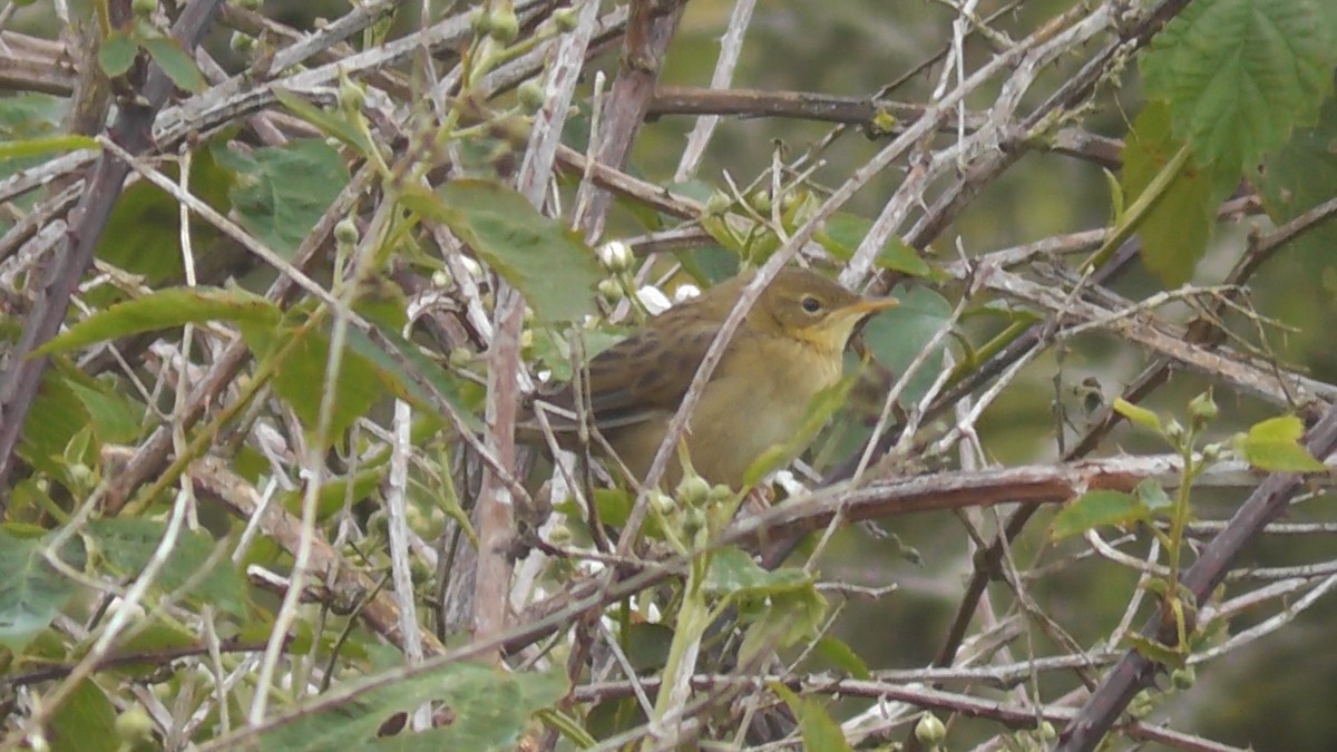 Common Grasshopper Warbler - ML615673253