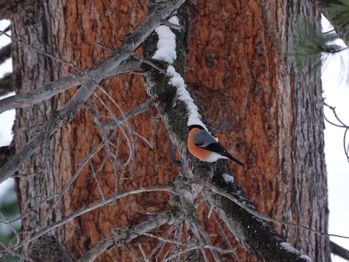 Eurasian Bullfinch - ML615673272