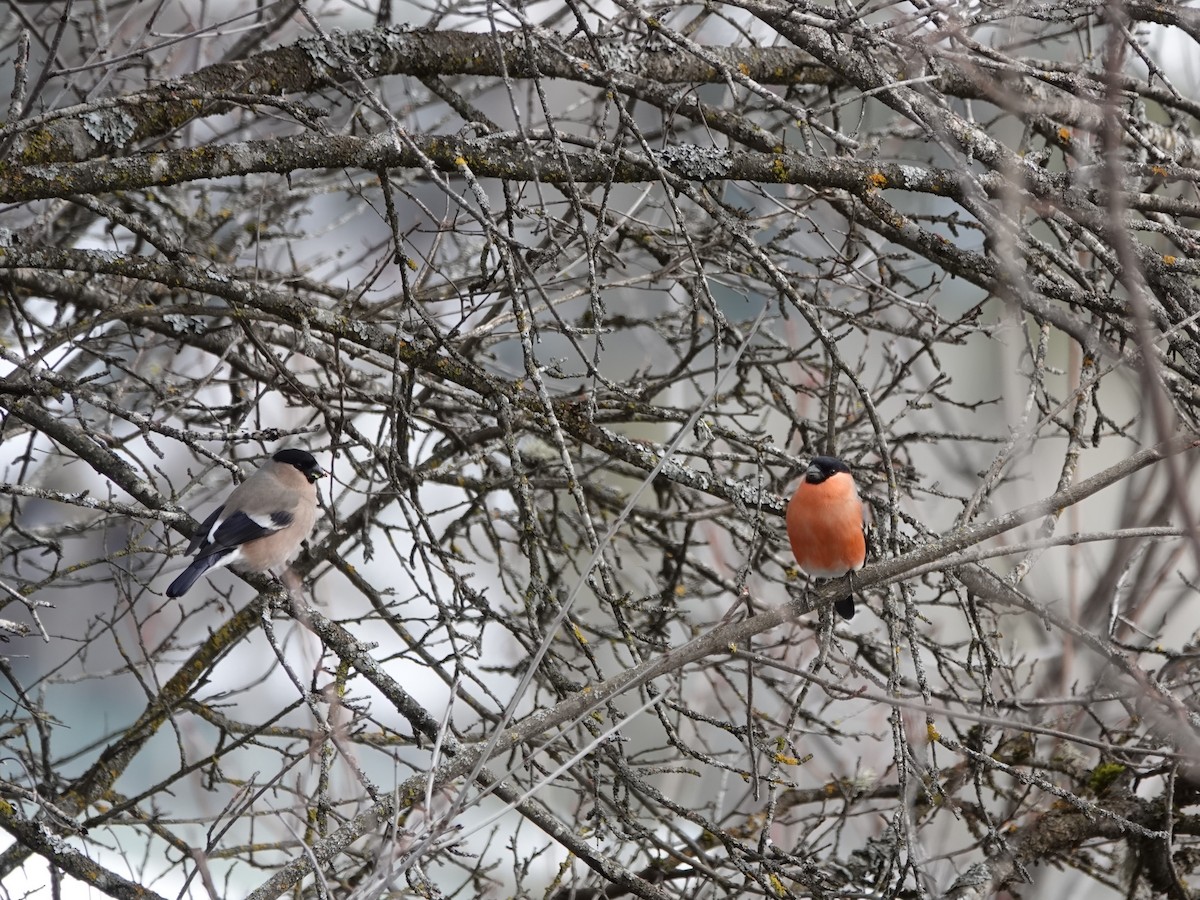 Eurasian Bullfinch - Elisabeth Hein