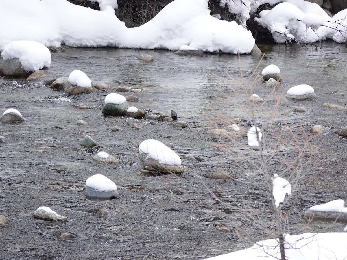 White-throated Dipper - ML615673290