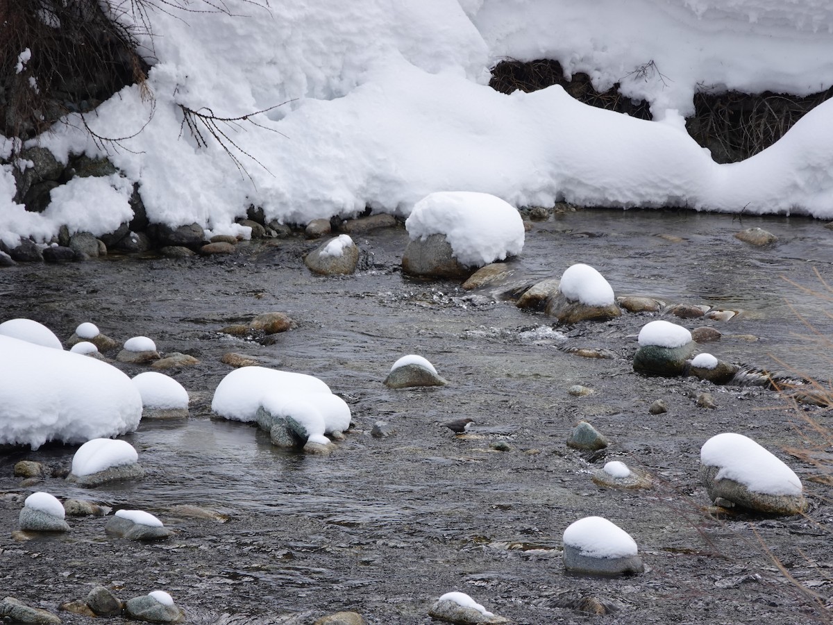 White-throated Dipper - Elisabeth Hein