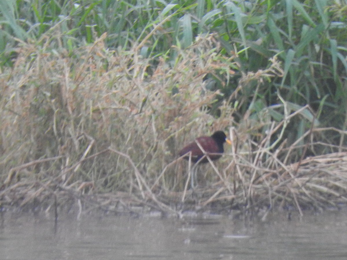 Northern Jacana - Luis  Morales