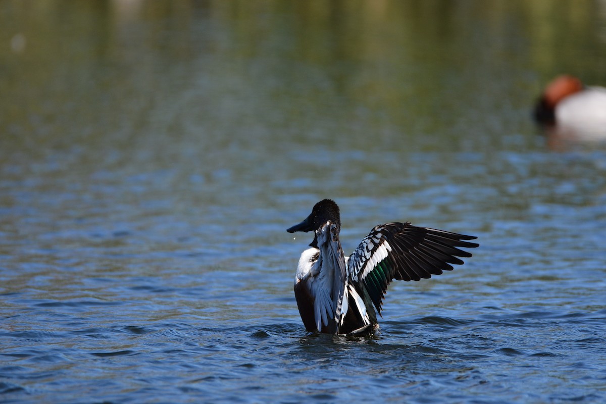 Northern Shoveler - ML615673430