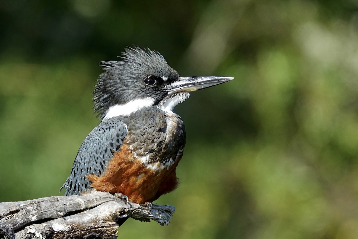 Ringed Kingfisher - ML615673460