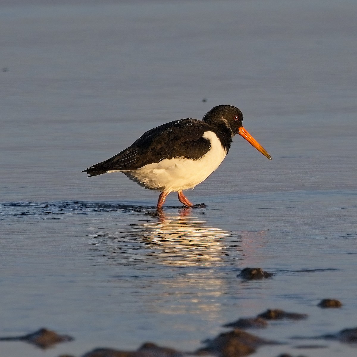 Eurasian Oystercatcher - Nick Cairns