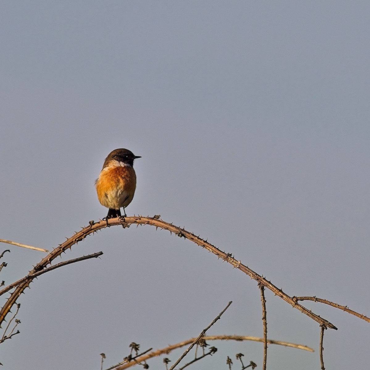 European Stonechat - Nick Cairns