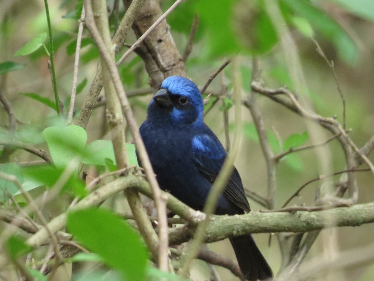 Blue Bunting - ML615673573