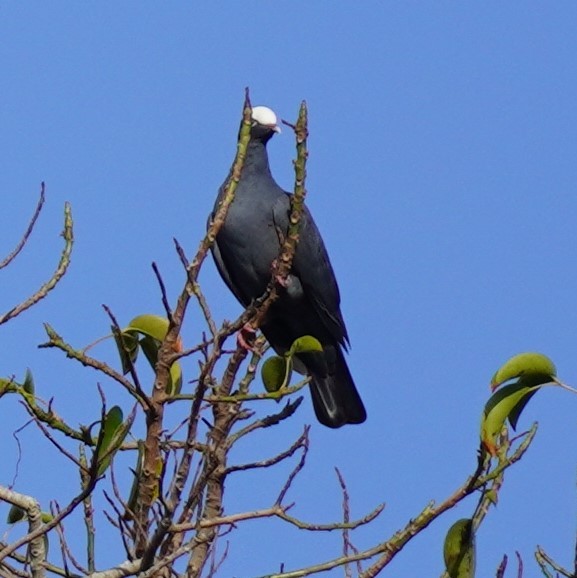 White-crowned Pigeon - ML615673598