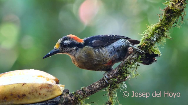 Black-cheeked Woodpecker - ML615673639