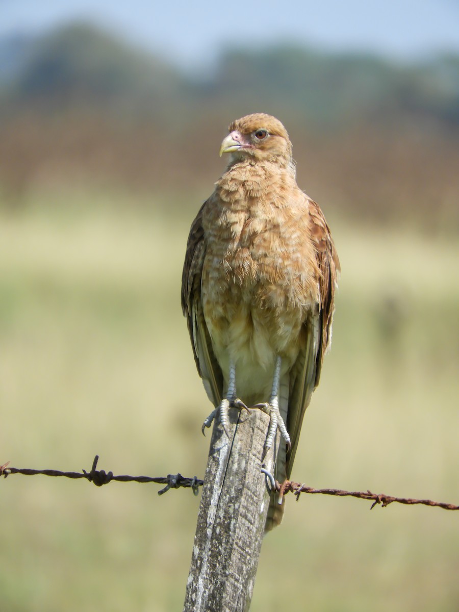 Chimango Caracara - Leonardo Zoat