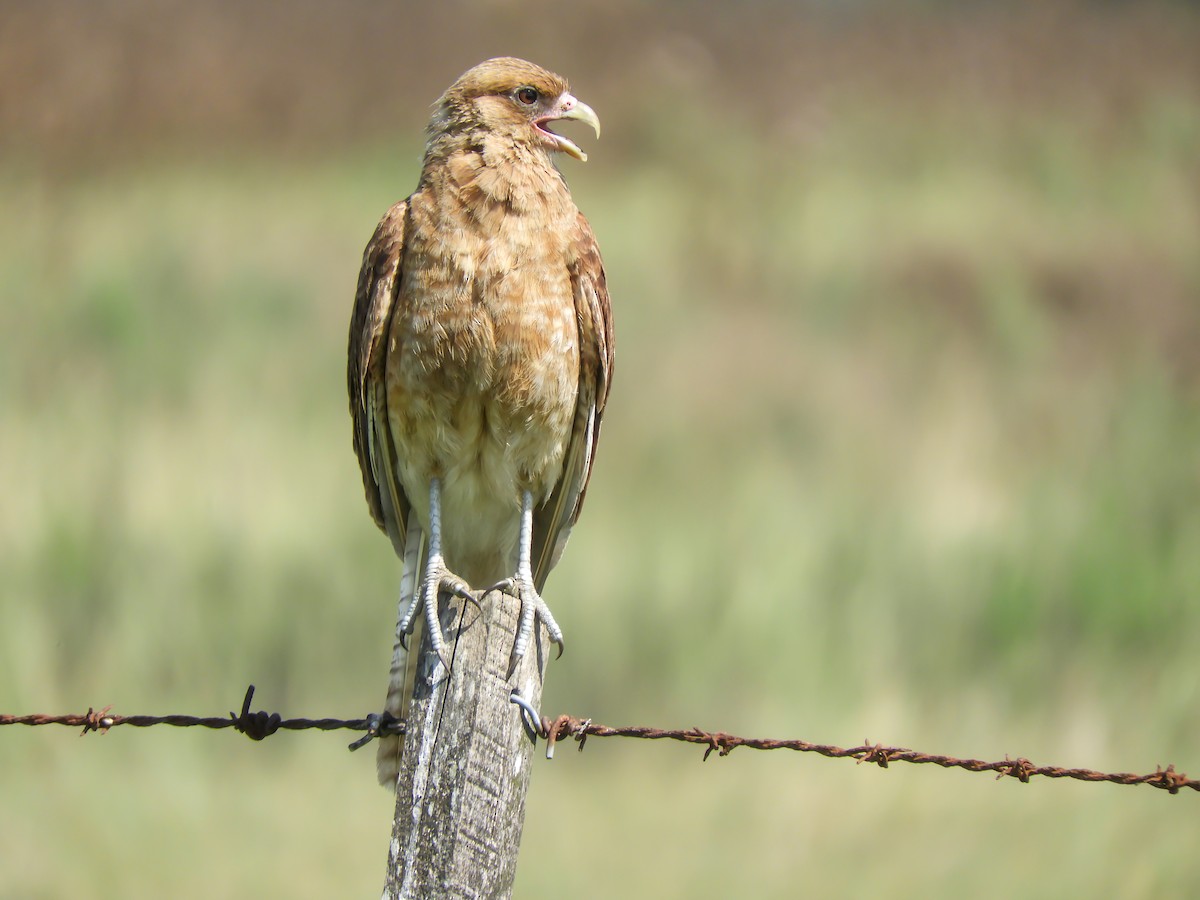 Chimango Caracara - Leonardo Zoat