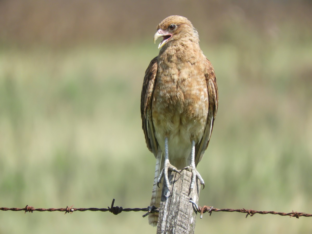 Chimango Caracara - Leonardo Zoat