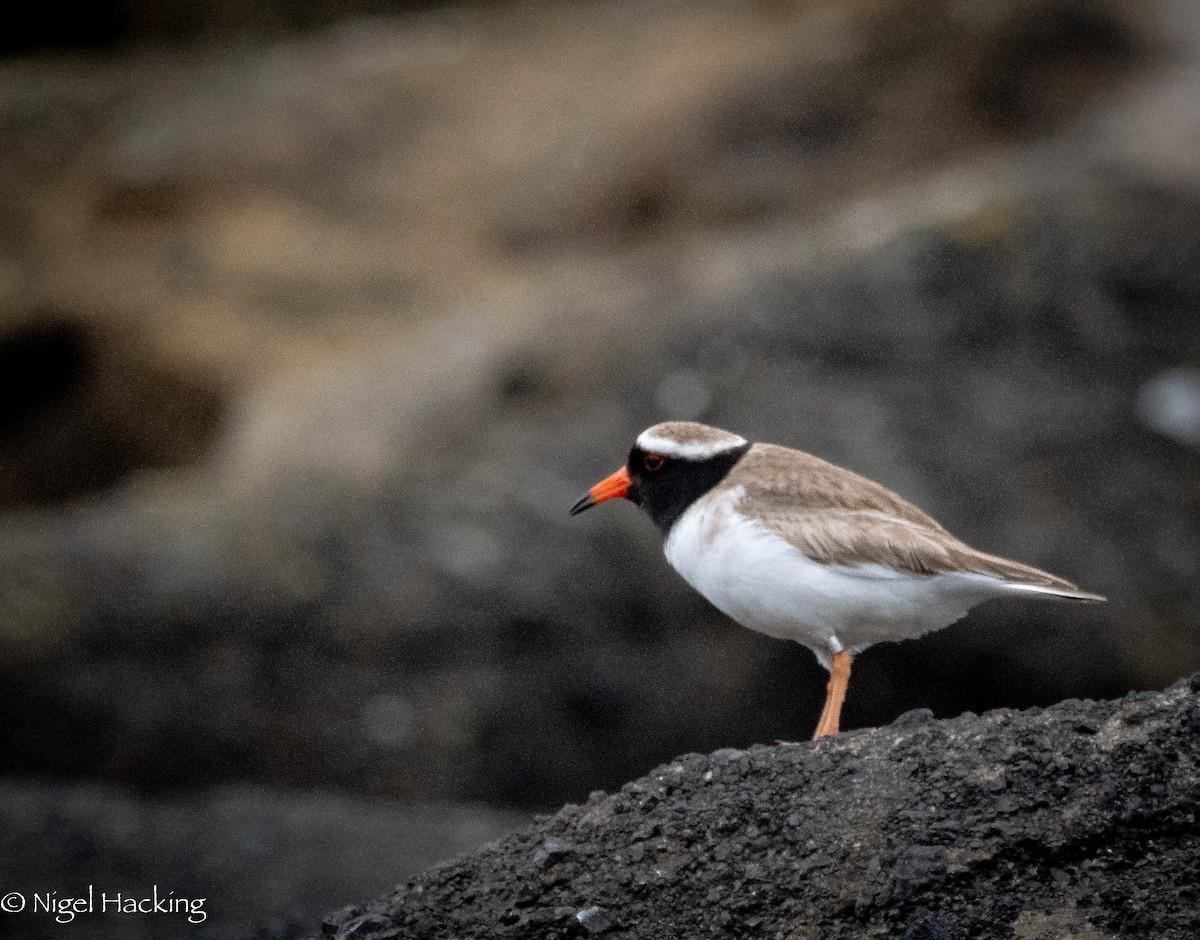 Shore Plover - ML615673691