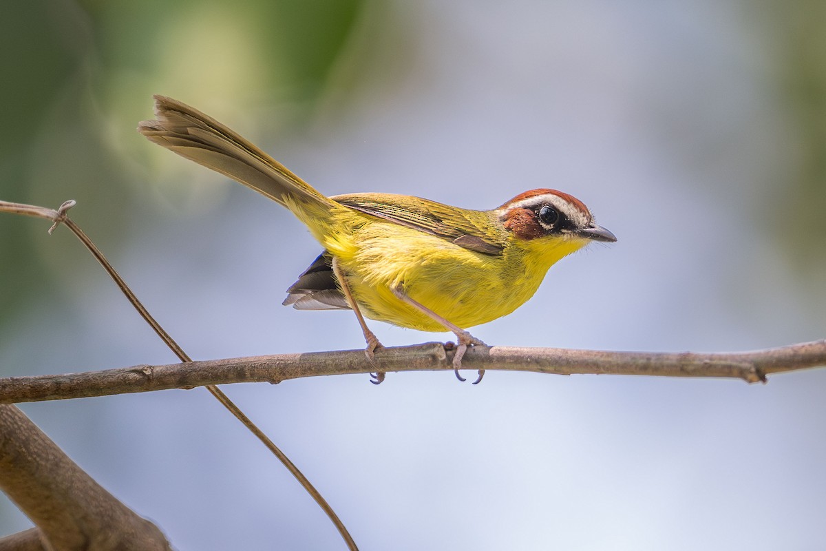 Chestnut-capped Warbler - Ryan Shean