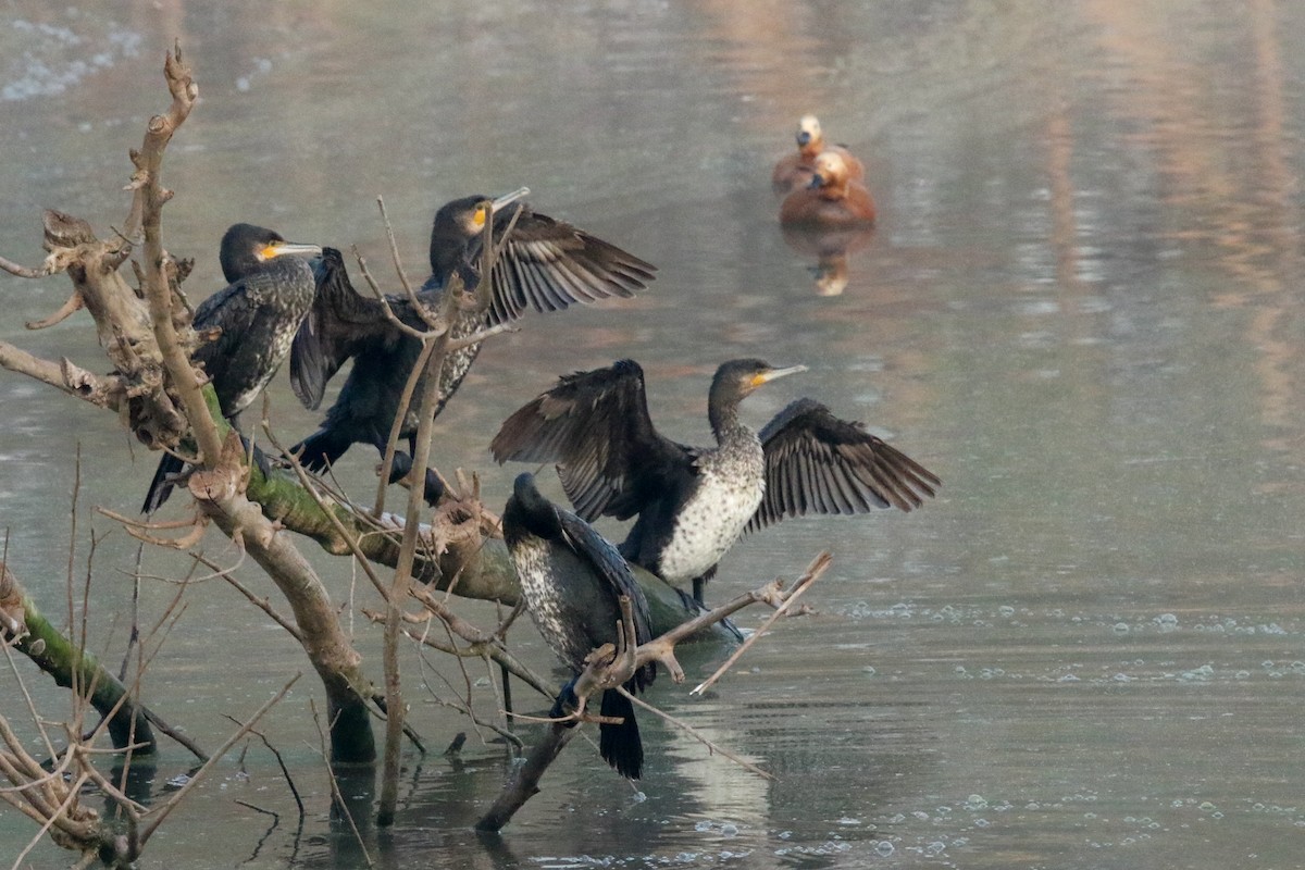 Great Cormorant - LALIT MOHAN BANSAL