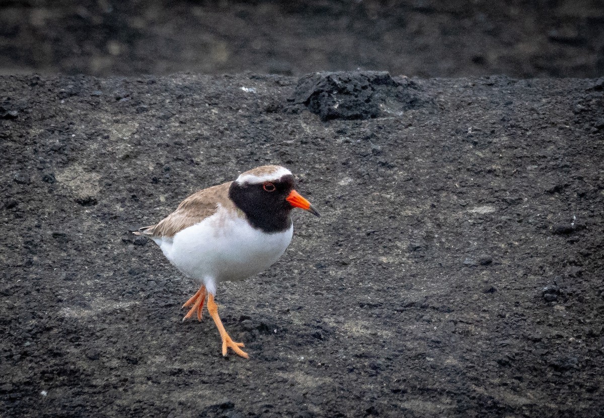 Shore Plover - ML615673791