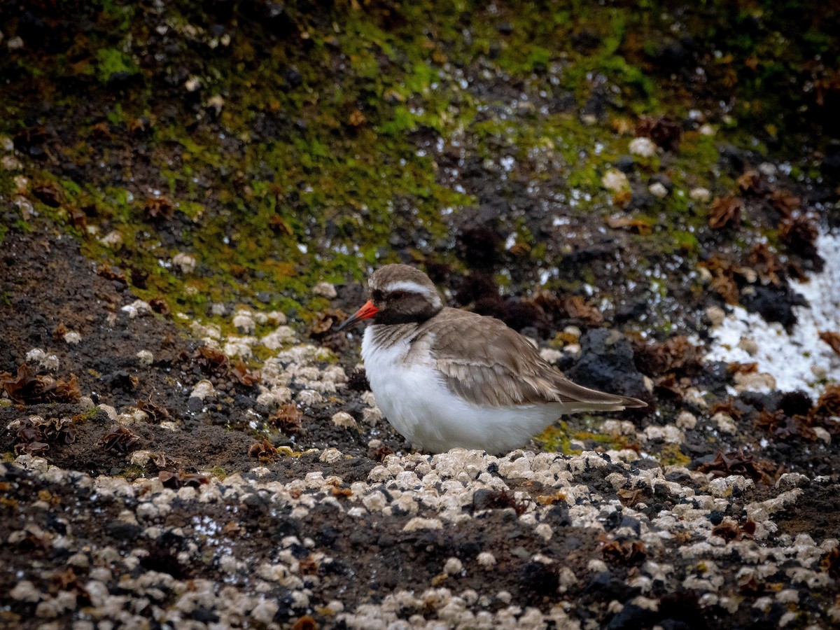 Shore Plover - ML615673794