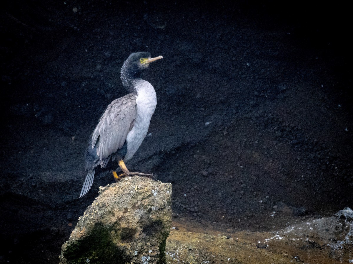 Pitt Island Shag - ML615673817