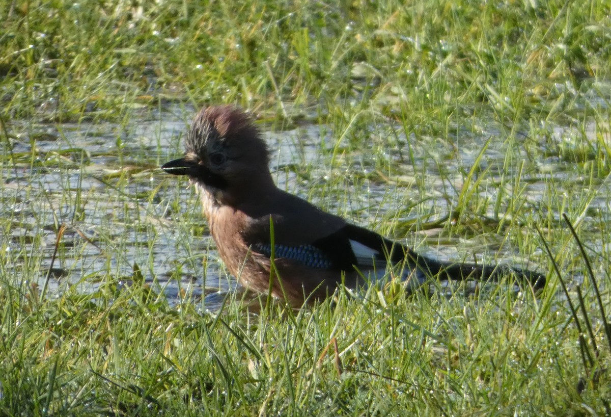 Eurasian Jay - ML615673833