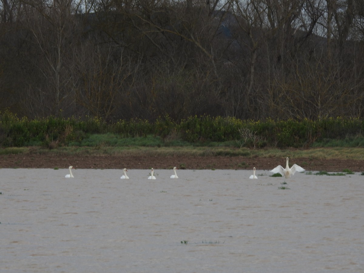 Cygne tuberculé - ML615673849