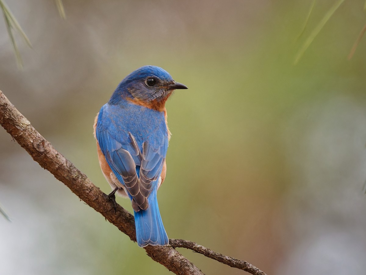 Eastern Bluebird - Terry Miller 🦅