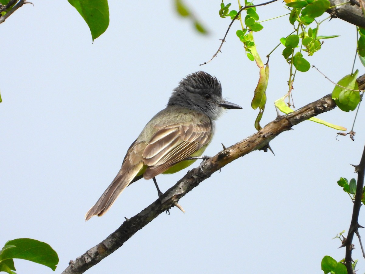 Sooty-crowned Flycatcher - Kevin Jiménez Gonzáles