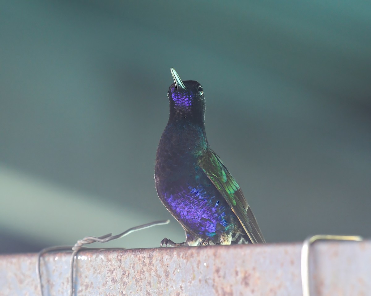 kolibřík hyacintový - ML615674060