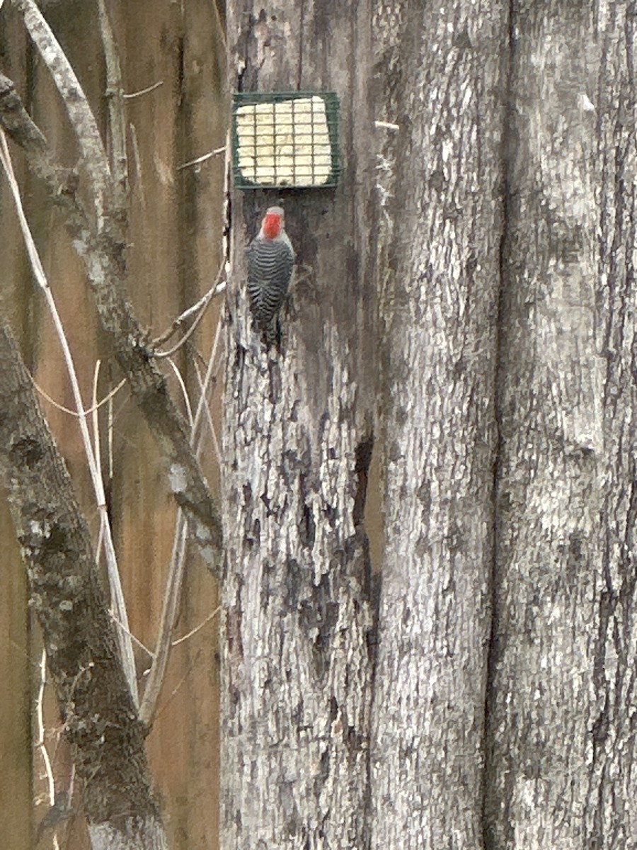 Red-bellied Woodpecker - Jarrod Whiteman